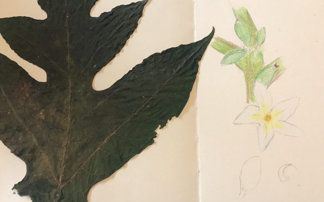 Nature Study Session: Blooming?