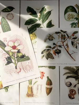 Flora de Filipinas – Art Appreciation Portfolio